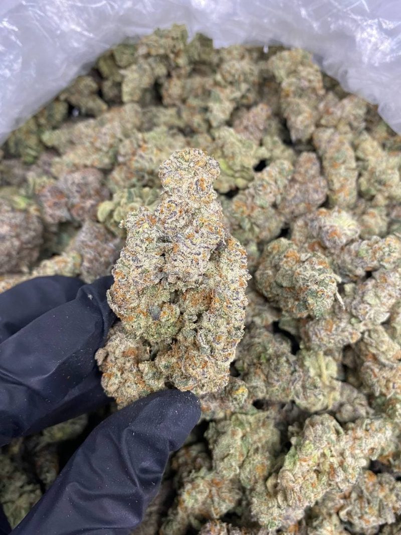 Top Quality Black Cherry OG {Grade A+++}